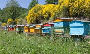 Consorzio Apicoltura270