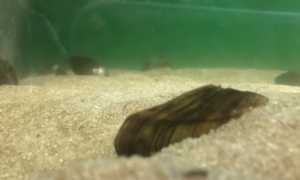 IMG 3963 Grande