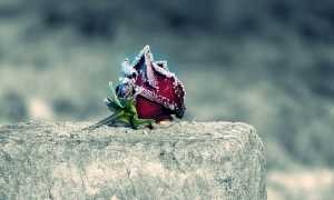 Rosa commemorazione ghiaccio