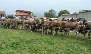 armeno 1