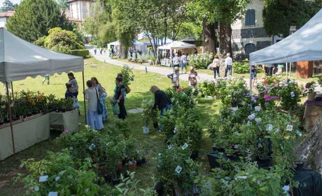 asilo bianco menta e rosmarino