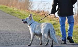 cane al guinzaglio