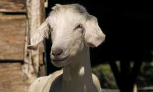 capra