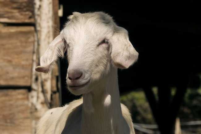 capra