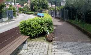 cartello bagnella divelto