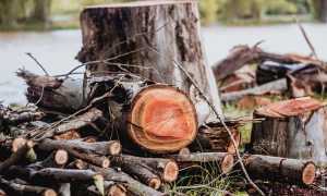 legna albero
