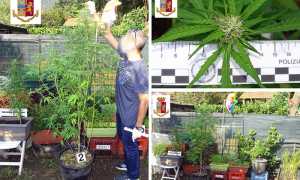 marijana piante gravellona mix set 19