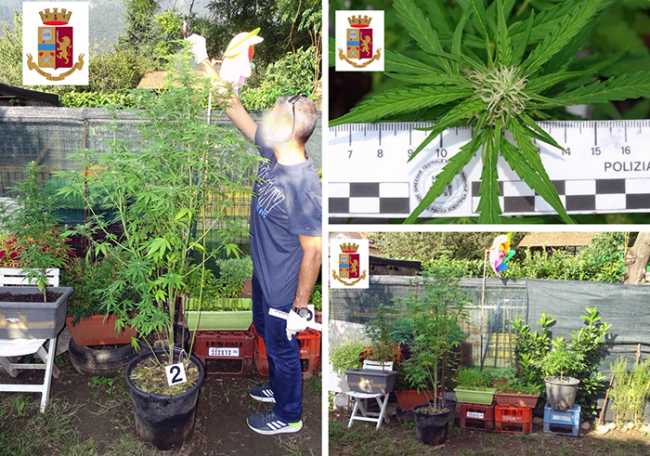 marijana piante gravellona mix set 19