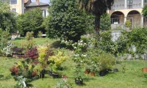 menta rosmarino 2018