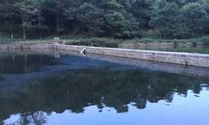 nonio macchia oleosa