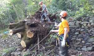 pettenasco aib ceppo