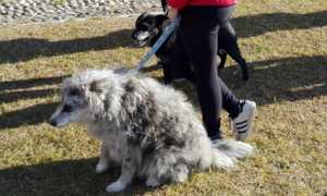 pettenasco animali 1