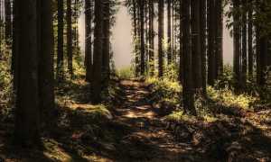 sentiero bosco 2