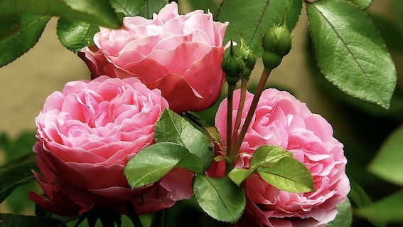 rose foto
