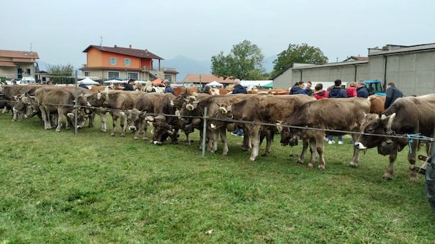 armeno 1