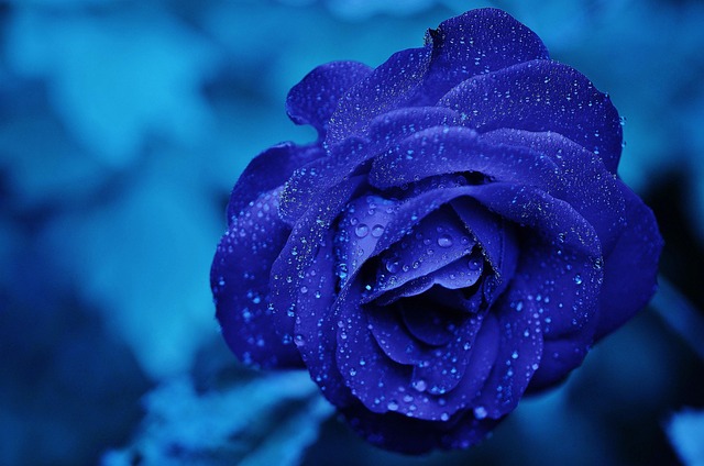 Ghemme: s'inaugura il progetto "La Rosa Blu"