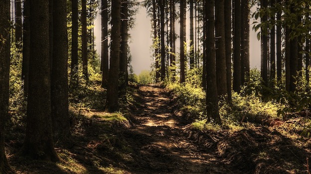 sentiero bosco 2