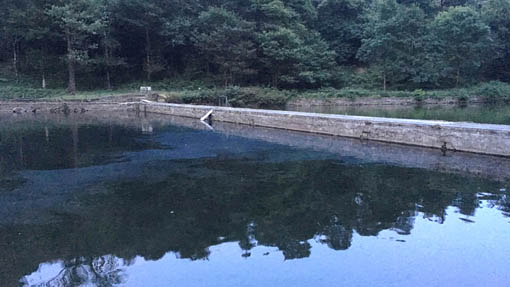 nonio macchia oleosa