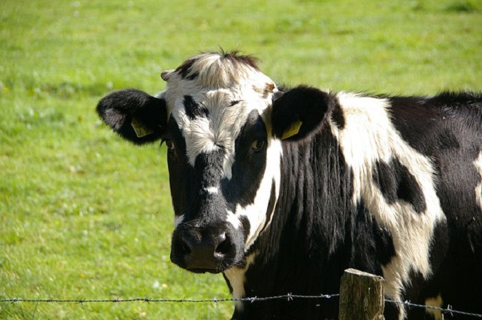 Novara e Vco territori virtuosi rispetto al fenomeno delle agromafie